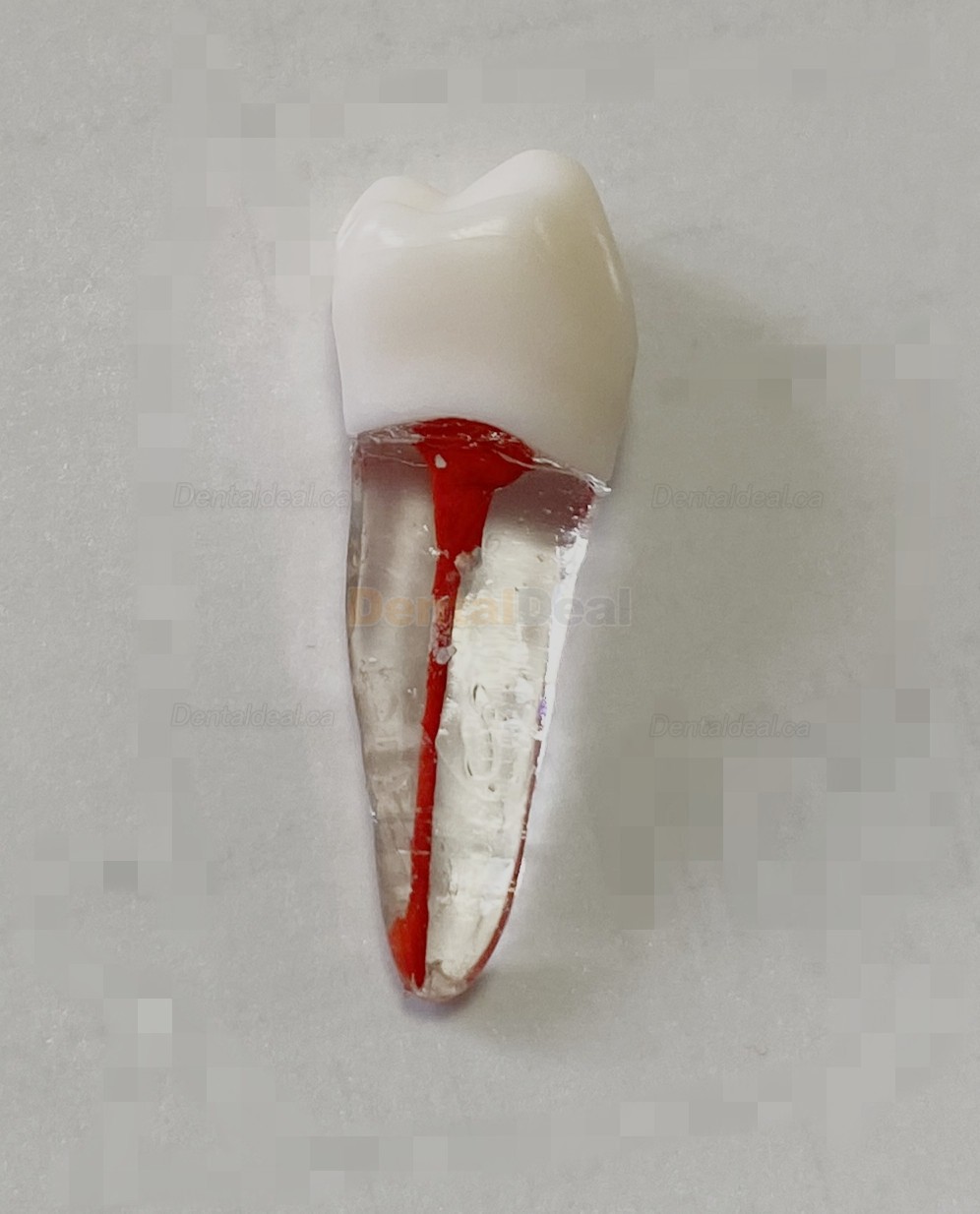 Dental Teeth Practice Model Endo File Molar Upper Lower Tooth Premolar Root 2/3-Rooted Canal